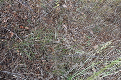 Dracocephalum thymiflorum