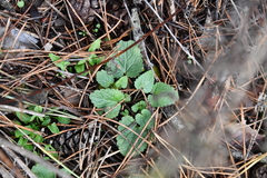 Dracocephalum thymiflorum