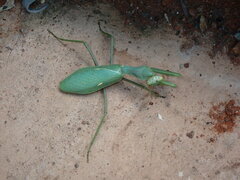 Sphodromantis