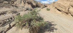 Atriplex canescens laciniata