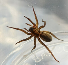 Trochosa