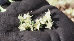 Atriplex canescens laciniata