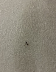 Aedes vexans