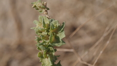 Atriplex canescens laciniata