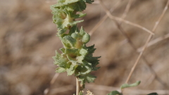 Atriplex canescens laciniata