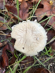 Coprinopsis uliginicola