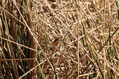 Tachuris rubrigastra