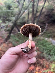 Coprinopsis uliginicola