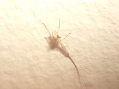Insecta