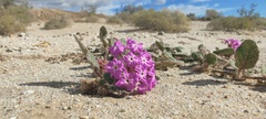 Abronia villosa villosa