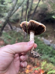 Coprinopsis uliginicola
