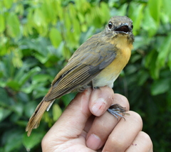 Cyornis kadayangensis