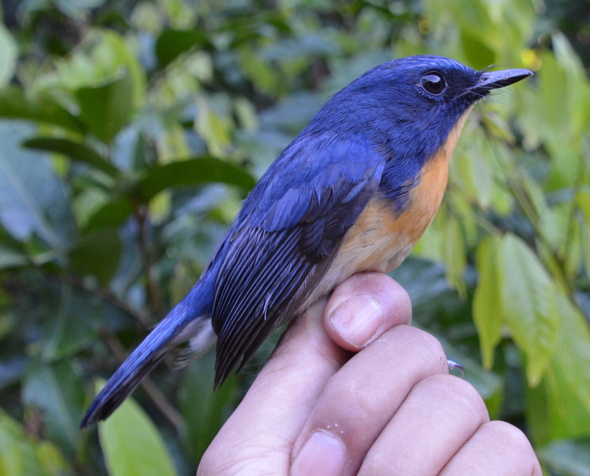Meratus Blue Flycatcher illustration