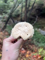 Coprinopsis uliginicola
