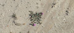 Abronia villosa villosa