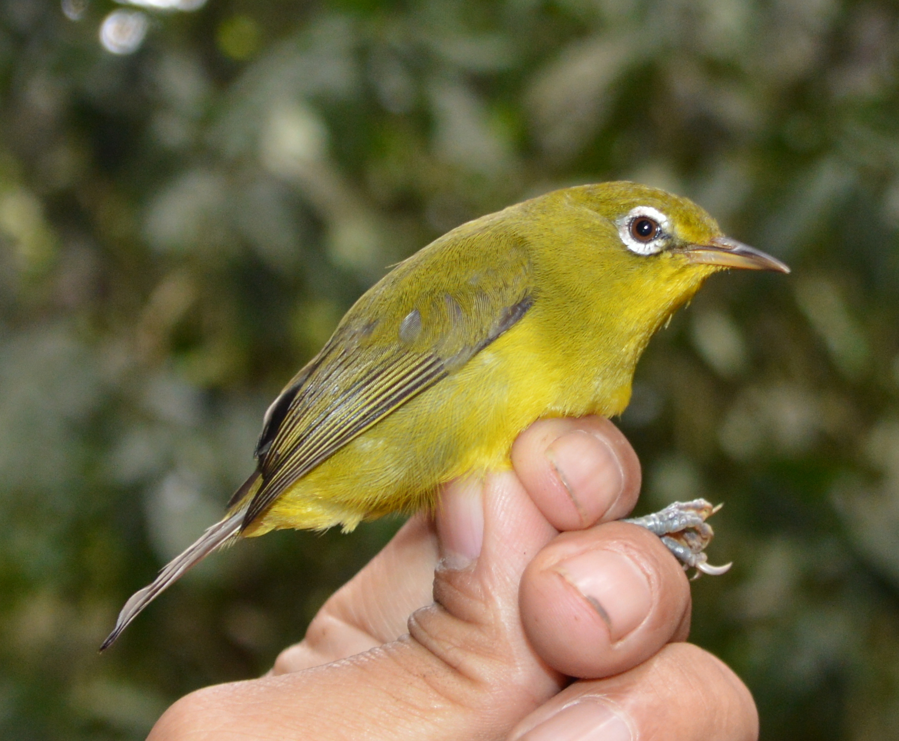 Meratus White-eye (Zosterops meratusensis), photo 2