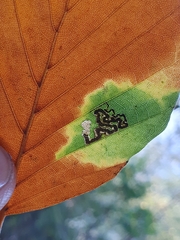 Stigmella tityrella