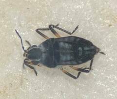 Microvelia hinei
