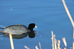 Fulica ardesiaca