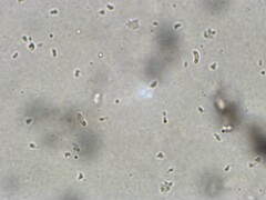 Merulius tremellosus
