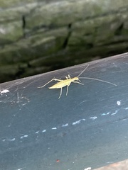 Oecanthus niveus