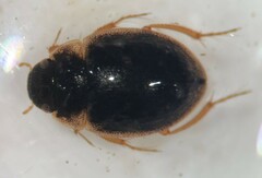 Laccobius agilis