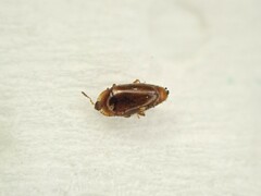 Corylophidae