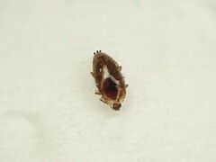 Corylophidae