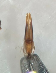 Laccobius minutoides