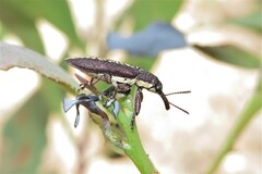 Rhinotia