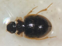 Laccobius minutoides