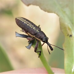 Rhinotia