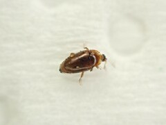 Corylophidae