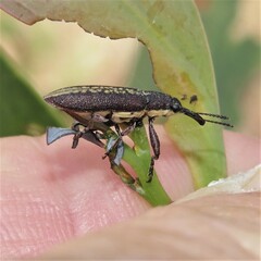 Rhinotia