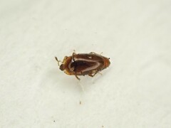 Corylophidae