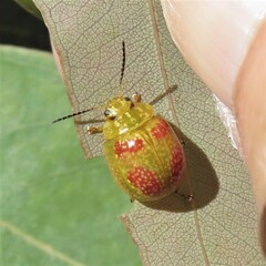 Paropsisterna fastidiosa