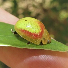 Paropsisterna pictipes