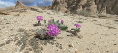 Abronia villosa villosa