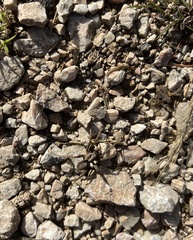 Alopecosa inquilina