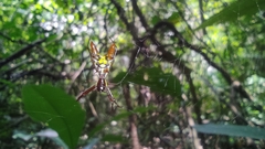 Micrathena sexspinosa
