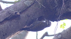 Dryobates spilogaster