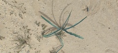 Hesperocallis undulata