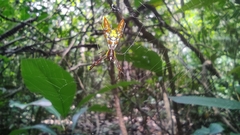Micrathena sexspinosa