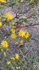 Heterotheca subaxillaris