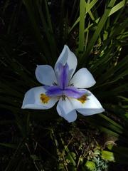 Dietes grandiflora