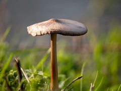 Volvopluteus gloiocephalus