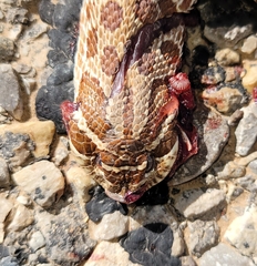 Heterodon nasicus