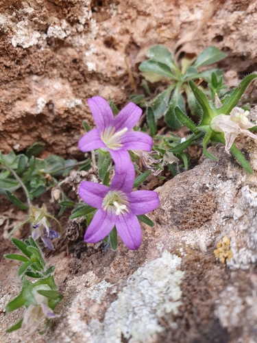 Campanula numidica (Campanula numidica)