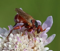 Myopa dorsalis