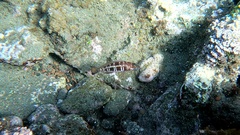 Serranus atricauda